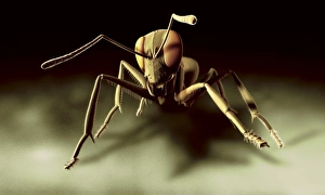Insect Anatomy Prints: Ant, computer artwork