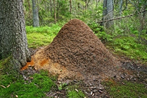 Swedish Wildlife Photography Prints: Ant hill