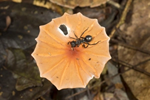 Yasuni National Park Prints: Ant on a toadstool C016 / 6249