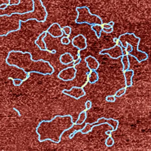 Anti-cancer drug binding to DNA, AFM Anti-cancer drug binding to DNA, AFM