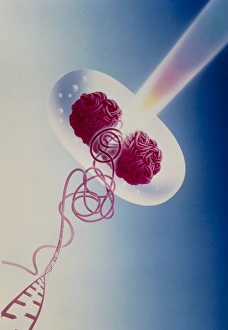 Antibiotic action on Escherichia coli Antibiotic action on Escherichia coli