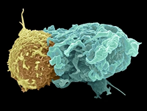 Immune System Cells Prints: Antigen presentation, SEM C016 / 3105