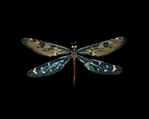 Prints of Antlion. View of the upper side of a Palparellus voeltzkowi antlion (family Myrmeleontidae) with its wings spread. This specimen was found in Madagascar and has a wingspan of 6cm Images Dated 2012 December: Antlion Print: Palparellus voeltzkowi Insect Image