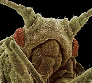 Prints of Aphid. Coloured scanning electron micrograph (SEM) of the head of an aphid (sub-order Homoptera) Images Dated 2002 October: Aphid Head Print, SEM Image