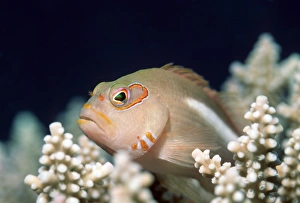 Asian Marine Life Prints: Arc-eye hawkfish
