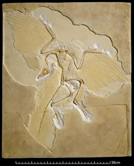 Archaeopteryx fossil, Berlin specimen C016/5071 Archaeopteryx fossil, Berlin specimen C016/5071