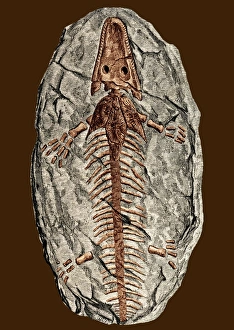 Archegosaurus decheni, amphibian fossil Archegosaurus decheni, amphibian fossil