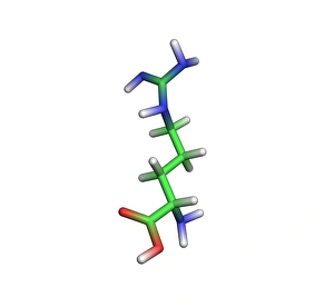 Prints of Arginine molecule. Computer model of a molecule of the amino acid arginine. Atoms are represented as rods and are colour-coded: carbon (green), hydrogen (white), oxygen (red) and nitrogen (blue) Images Dated 2007 February: Computer model of an arginine molecule print