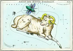 Aries and Musca Borealis constellations Aries and Musca Borealis constellations