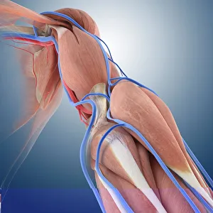 Arm circulation, anatomical artwork C013/7419 Arm circulation, anatomical artwork C013/7419