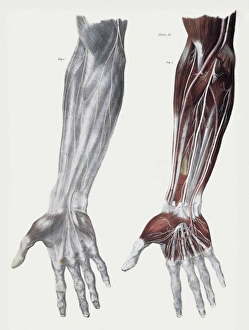 Prints of Arm nerves. Historical anatomical artwork of the nerves (white) of the front (palm side) of a human forearm Images Dated 2004 December: Arm Nerves Print: Anatomical artwork of forearm nerves and muscles