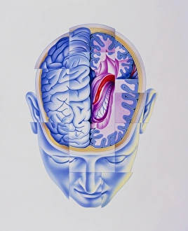 Art of abstract head showing brain limbic system Art of abstract head showing brain limbic system