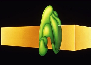 Art of cytochrome oxidase enzyme Art of cytochrome oxidase enzyme