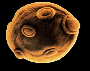 Yeast Cell Budding Print
