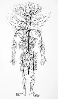 Arterial system, 18th century Arterial system, 18th century