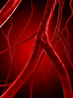Blood Vessel Artwork Prints: Arteries, artwork