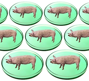 Lab Grown Meat Prints: Artificial meat, conceptual image