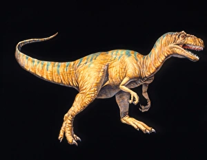 Artwork of an Allosaurus dinosaur, Allosaurus sp Artwork of an Allosaurus dinosaur, Allosaurus sp