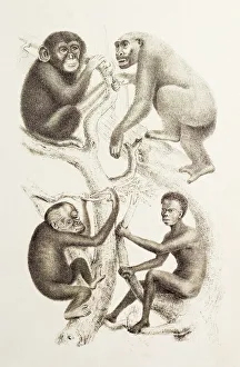 Great Apes Print, 1874