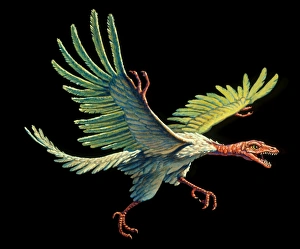 Artwork of an archaeopteryx, the first bird Artwork of an archaeopteryx, the first bird