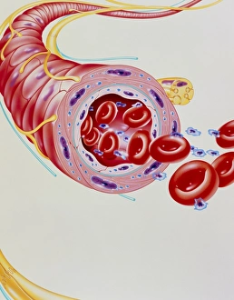 Artwork of arteriole dilated by alpha-blocker drug Artwork of arteriole dilated by alpha-blocker drug