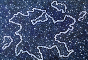 Artwork of bacterial DNA: chromosome and plasmids Artwork of bacterial DNA: chromosome and plasmids