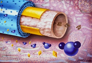 Artwork of bio-artificial kidney filter fibre Artwork of bio-artificial kidney filter fibre