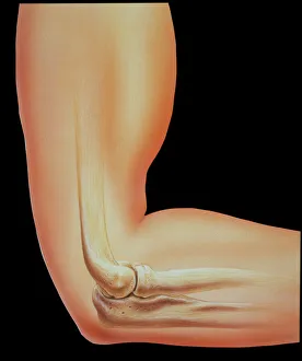 Artwork of the bones in human elbow joint Artwork of the bones in human elbow joint