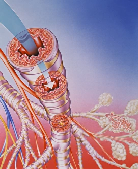 Artwork of bronchodilator action in asthma Artwork of bronchodilator action in asthma