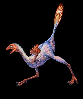 Artwork of Caudipteryx sp., a bird-like dinosaur Artwork of Caudipteryx sp., a bird-like dinosaur