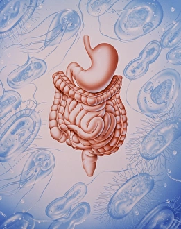 Artwork of digestive system & diarrhoea organisms Artwork of digestive system & diarrhoea organisms