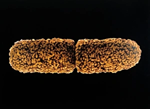 Gram Negative Bacteria Prints: Artwork of dividing E. coli bacterium