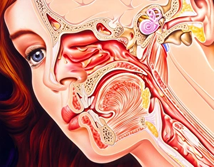 Artwork of ear, nose & throat in a cold sufferer Artwork of ear, nose & throat in a cold sufferer