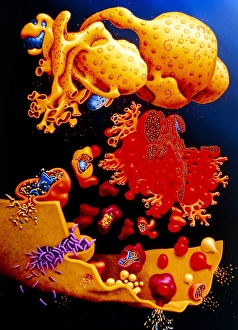 Artwork of ER, golgi body, plasma membrane of cell Artwork of ER, golgi body, plasma membrane of cell