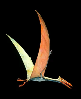 Artwork of the flying reptile Quetzalcoatlus sp Artwork of the flying reptile Quetzalcoatlus sp