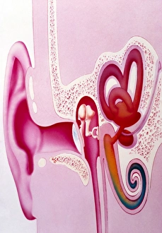 Artwork of the hearing organs of the human ear Artwork of the hearing organs of the human ear