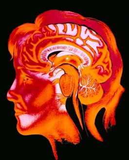 Artwork of the human brain in head, profile Artwork of the human brain in head, profile