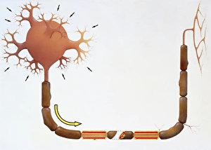 Artwork of human motor neuron (nerve cell) Artwork of human motor neuron (nerve cell)
