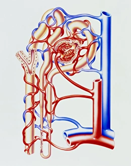 Artwork of kidney nephron with blood vessels Artwork of kidney nephron with blood vessels