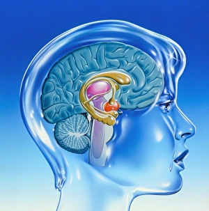 Artwork of the limbic system of the human brain Artwork of the limbic system of the human brain
