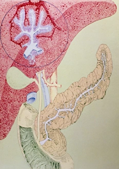 Artwork of the liver, gall bladder and pancreas Artwork of the liver, gall bladder and pancreas