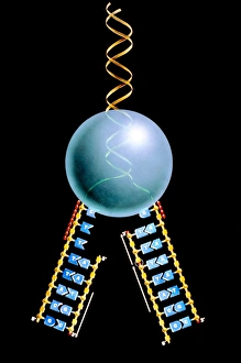 Artwork of mechanism of DNA replication Artwork of mechanism of DNA replication
