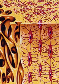 Artwork of microstructure of human bone Artwork of microstructure of human bone