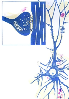 Artwork of a nerve cell of the brain & a synapse Artwork of a nerve cell of the brain & a synapse