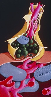 Images Dated 1995: Synapse Print: Detailed Cellular Junction