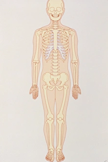 Human Skeleton Prints: Artwork of a normal human skeleton