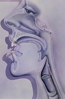 Artwork of the nose, mouth and throat in profile Artwork of the nose, mouth and throat in profile