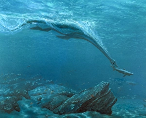 Artwork of a plesiosaur dinosaur hunting Artwork of a plesiosaur dinosaur hunting