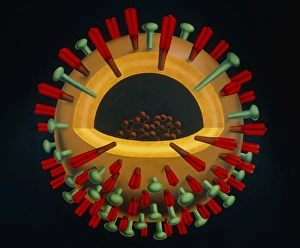 Artwork representation of the influenza virus Artwork representation of the influenza virus