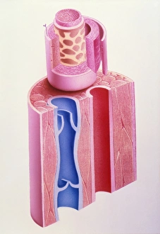 Artwork of a section through an artery and vein Artwork of a section through an artery and vein